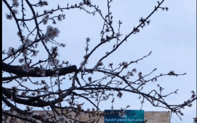 المعهد الطبي في ادلب