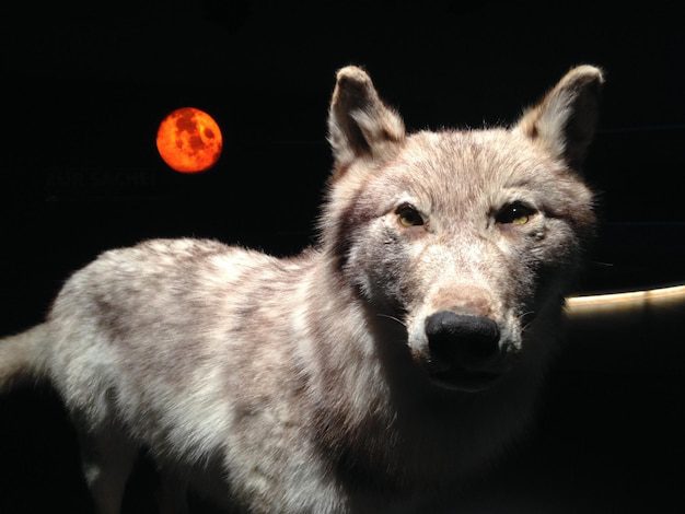 الذئبة الحمراء: التفاصيل كاملة