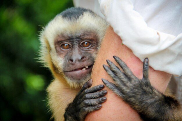 جدري القرود: مرض فيروسي نادر