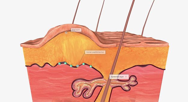 الزوائد الجلدية في الجهاز التناسلي